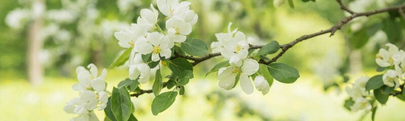 banner with Beautiful flowering tree branches in the sun. Selective focus.Spring time day. White...