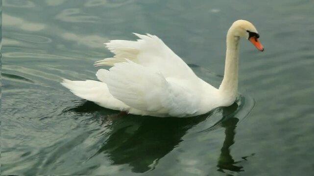 Cygne blanc majestueux nageant sur l'eau sombre d'un lac.