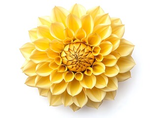 Yellow Dahlia flower with a unique petal arrangement, top view, isolated on a white background.