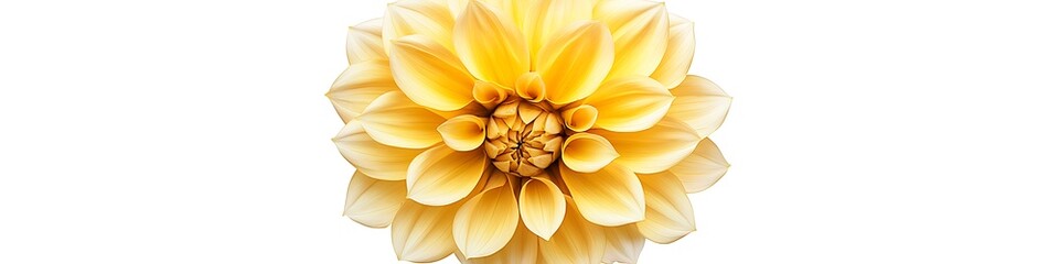 Yellow Dahlia flower with detailed petal design, top view, isolated on a white background.