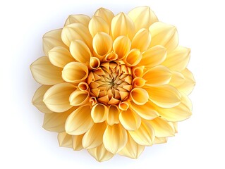 Yellow Dahlia flower with a unique petal arrangement, top view, isolated on a white background.