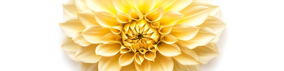 Yellow Dahlia flower with detailed petal design, top view, isolated on a white background.