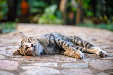 Relaxed tabby cat lying on stone path in garden