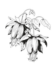 Victor Illustration Of Floral Flower