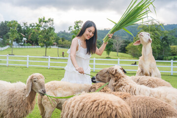 Naklejka premium Beautiful asian woman feeding grass to flock of sheep on green hill