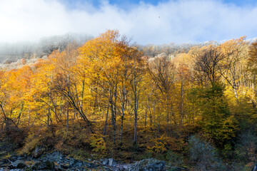 morning in a mountainous area, frost falling on the trees, the first rays of the sun awaken nature