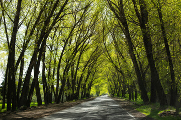 Fototapeta premium Beautiful road in the middle of beautiful trees