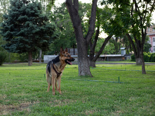 german shepherd on green grass
