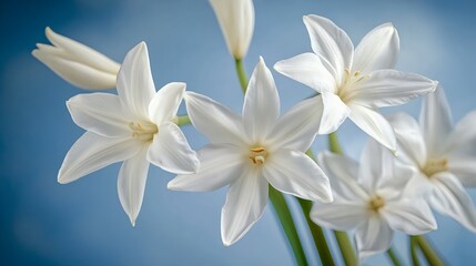 Fototapeta premium Elegant White Flowers on Soft Blue Background for Peaceful Atmosphere