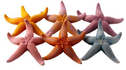 Starfish Group Summer Beach Decor, Bright Sea Life for Ocean Themes, isolated on transparent background.