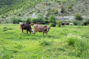 cow in grass ature abckground