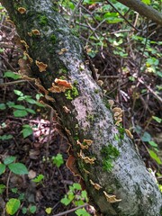 Tinder mashrooms on a mossy tree in a summer forest