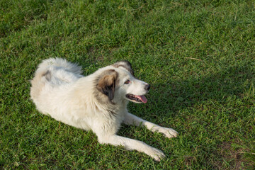 Fototapeta premium white dog on green grass abckground