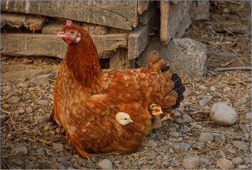 IMother hen with her chicks safely tucked under her wing