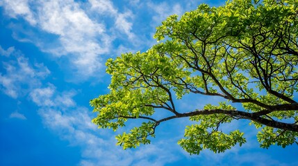 Fototapeta premium Lush Green Tree Branch Against Vivid Blue Sky with Fluffy Clouds