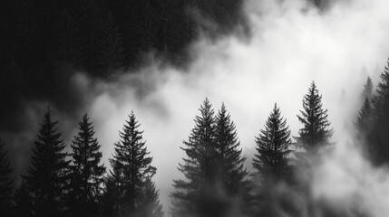 Misty Black and White Forest with Tall Pine Trees – Cinematic Moody Monochrome Wallpaper for Modern Interiors