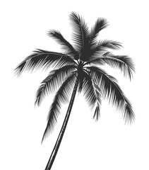 silhouette of palm tree