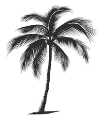 silhouette of palm tree