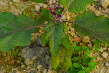 Close-up of aubergine or eggplant leaves