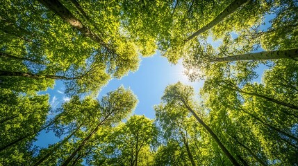 Majestic forest with towering trees under a clear blue sky