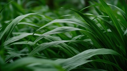 Obraz premium Lush green grass sways gently in tropical forest background, ideal for nature websites