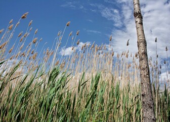 Fototapeta premium A view of a landscape
