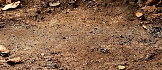 Fototapeta premium Dry, brown earth ground with leaf litter; outdoor background texture