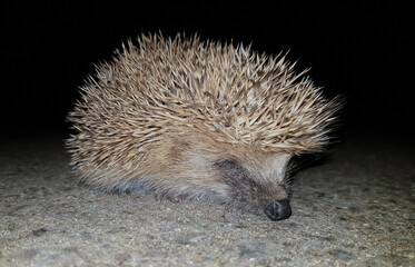 Nocturnal european hedgehog curling peacefully on concrete, soft lighting highlighting spiny coat...