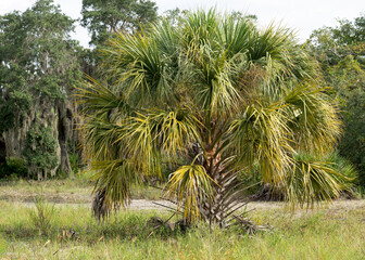 Cabbage palm, Sabal palmetto, is a small tree with boots on its trunk and large branched...