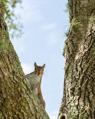 An adult eastern gray squirrel, Sciurus carolinensis, in a cute pose on a tree, looking at the camera.