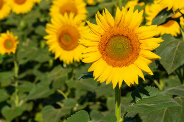 yellow flowers, agricultural products. photos of sunflowers.