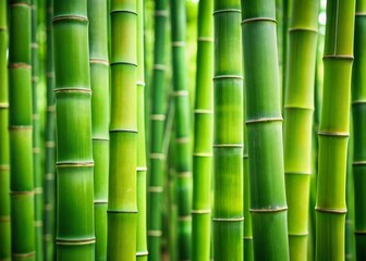 Fototapeta premium Minimalist Green Bamboo Texture: Natural Background Stock Photo