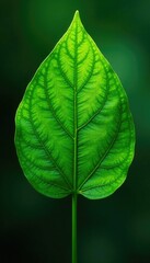 Obraz premium Green leaf with prominent veins and stem texture, nature, earthy, botany