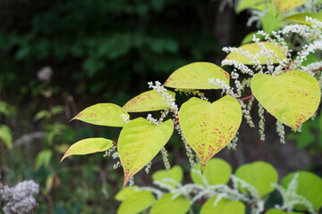 Inflorescences of the weed plant Reynoutria japonica in the summer forest. Invasive species in...