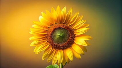 Obraz premium Minimalist Sunflower Blossom: Single Stem, Yellow Petals, Natural Light