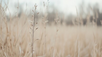 Fototapeta premium Autumn field grass, soft focus, outdoors. Possible use Nature background, wallpaper