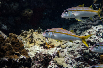 Tropical fish