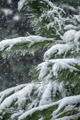 river in winter forest