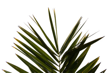 Palm tree close up isolated