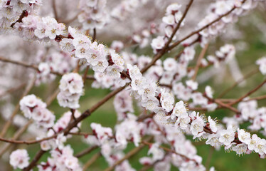 photos of flowering apricot tree and apricot flowers