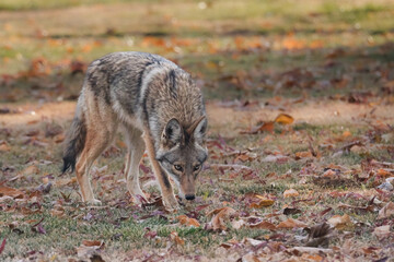 A coyote sniffing the ground as it walks through a leaf covered field
