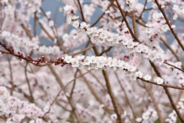 photos of flowering apricot tree and apricot flowers