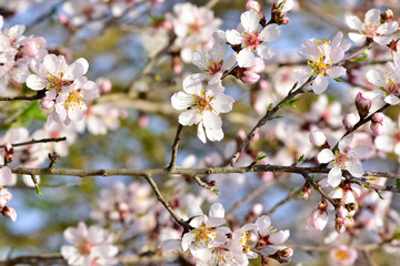 photos of flowering apricot tree and apricot flowers