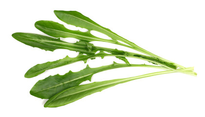 Fototapeta premium Puntarelle salad or chicory of Catalonia isolated on white, top view 