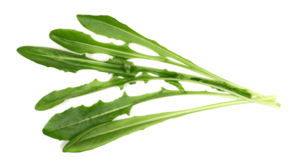 Puntarelle salad or chicory of Catalonia isolated on white, top view 
