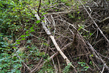 A pile of branches in the middle of the forest. Concept of environmental problems