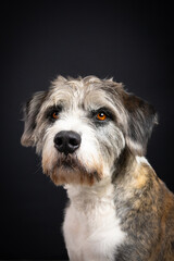 Mixed breed dog portrait on black background