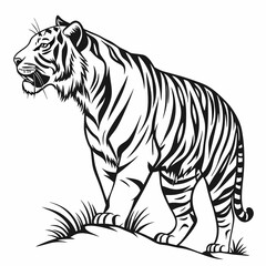 tiger vector illustration
