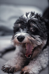 dog figo, dog, figo, mongrel, bichon, friend, dog friend of man