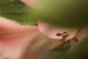 Smoke selective soft focus leaf, flower with water drops. Nature blur pink, green, beige natural...